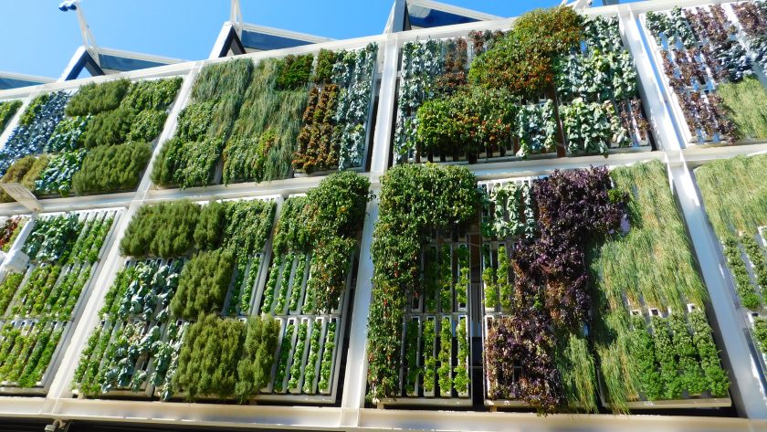 Comment faire pour cultiver un jardin vertical impressionnant dans un petit espace ?